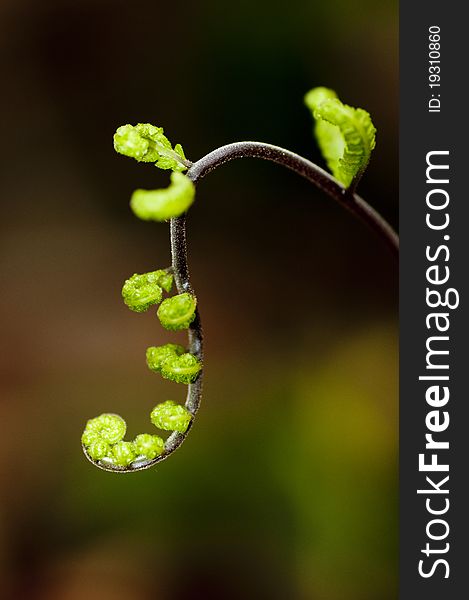 The green leaves of the fern