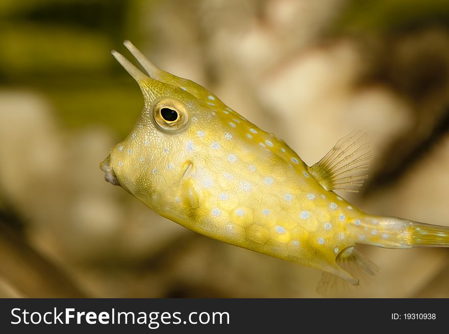 A yellow coral fish called cawfish or boxfish