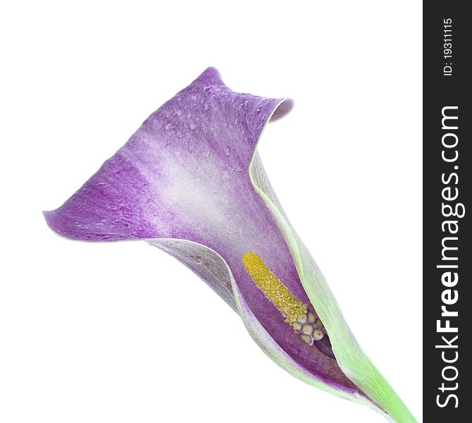 Zantedeschia isolated on a white background