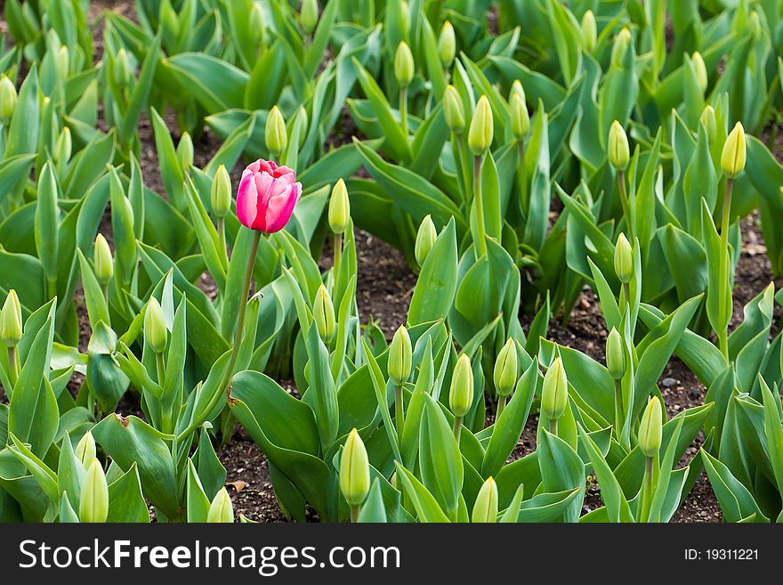 Lonely TuLip in a flower bed.