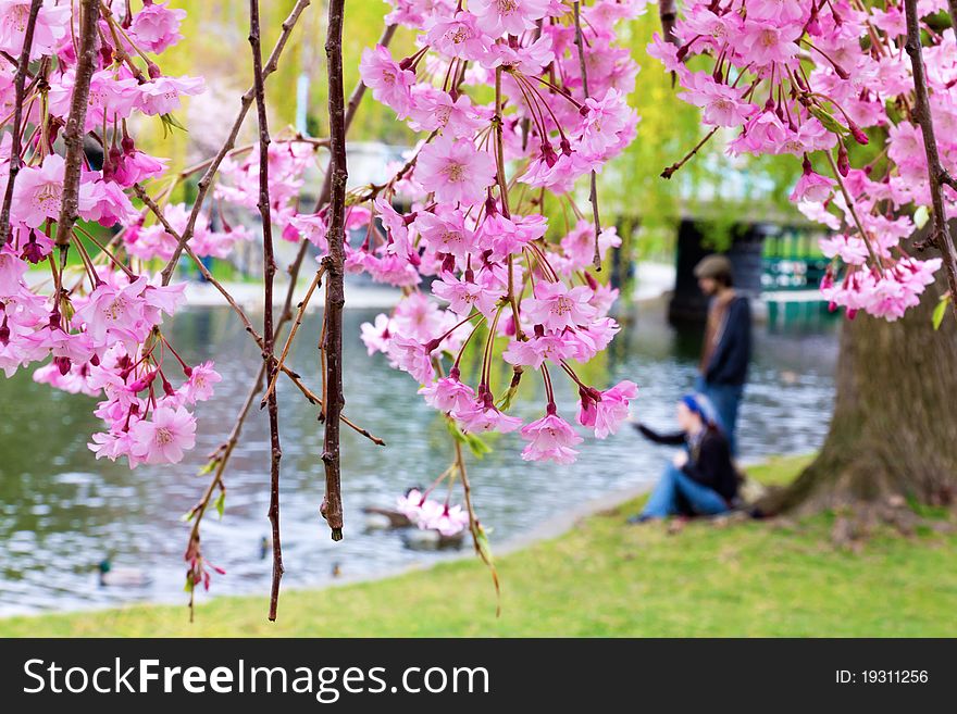 View of the Boston Public garden in the Spring Season.