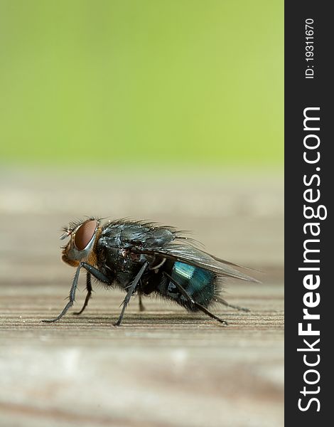 A fly on wood with a green background. A fly on wood with a green background