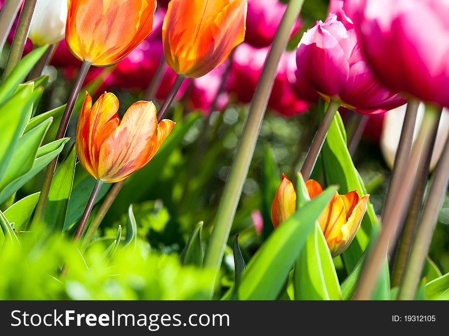 Many Coloured Tulips V3