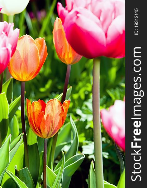 Many Coloured Tulips V1