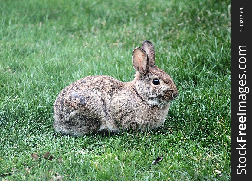 Wild rabbit sitting in the green lawn