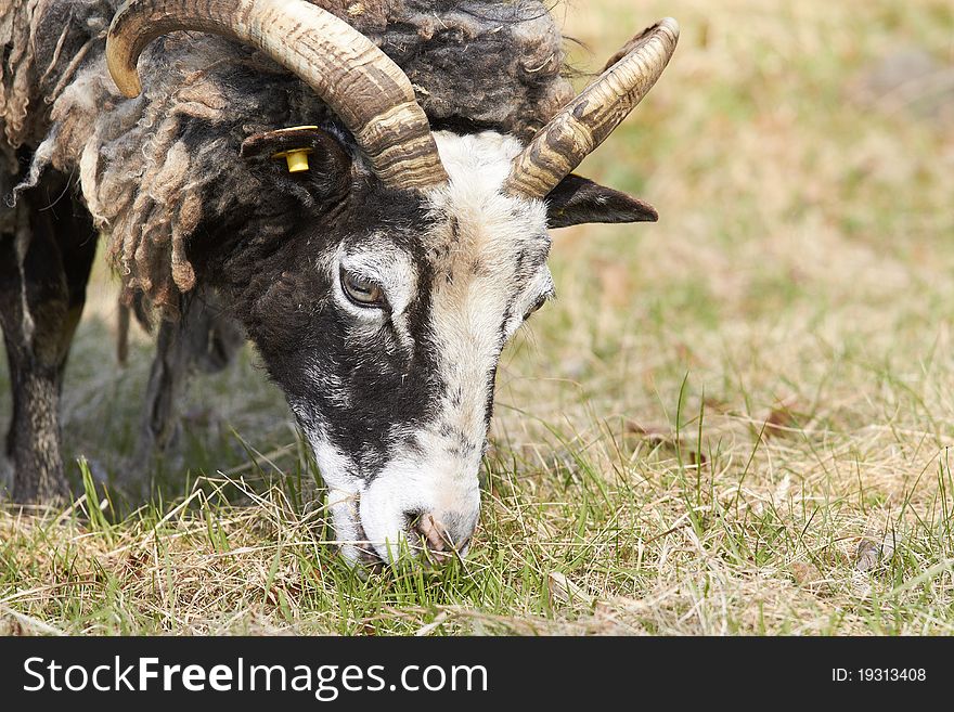 Sheep eating grass on field