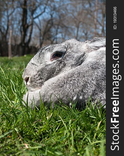 Big and gray rabbit on green grass