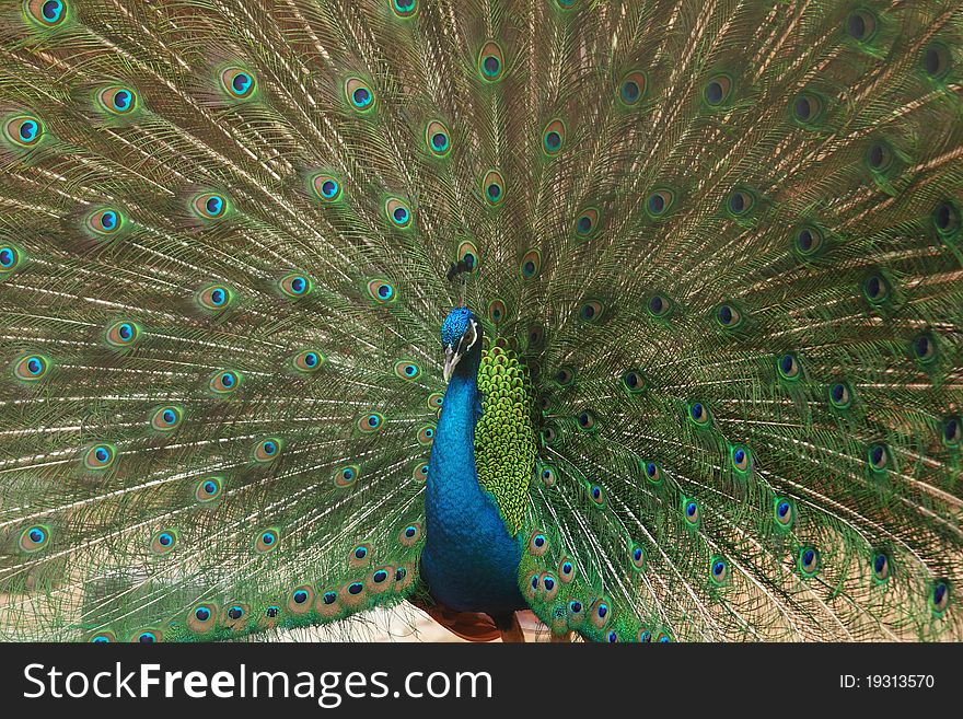 Close up of peacock showing its beautiful feathers