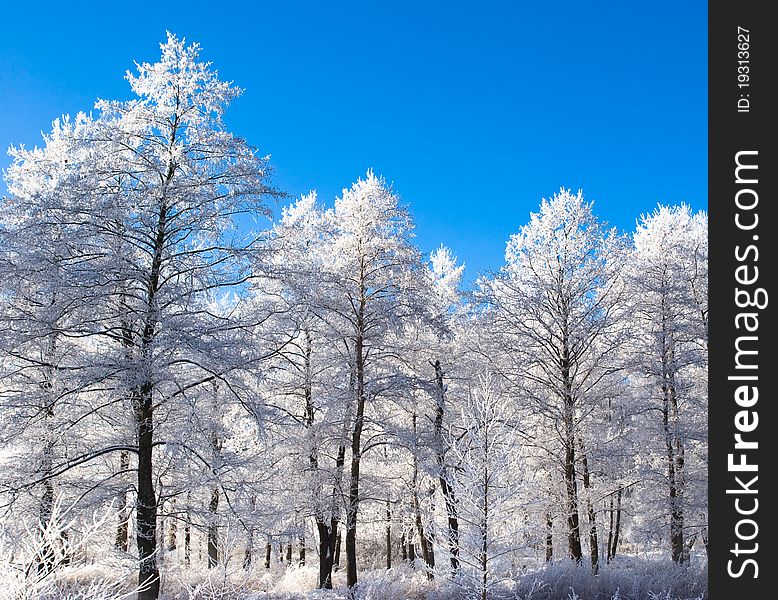 White trees with snow and crystal clear sky. White trees with snow and crystal clear sky