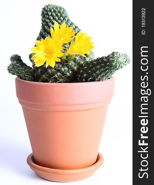 Cactus plant blooming with yellow flowers