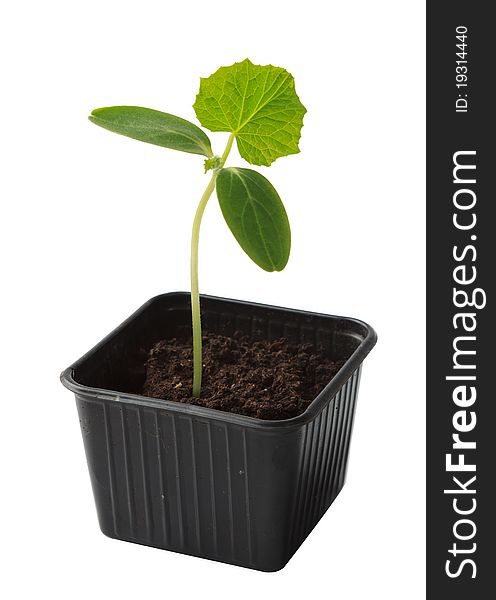 Cucumber seedling in plastic pot over white background