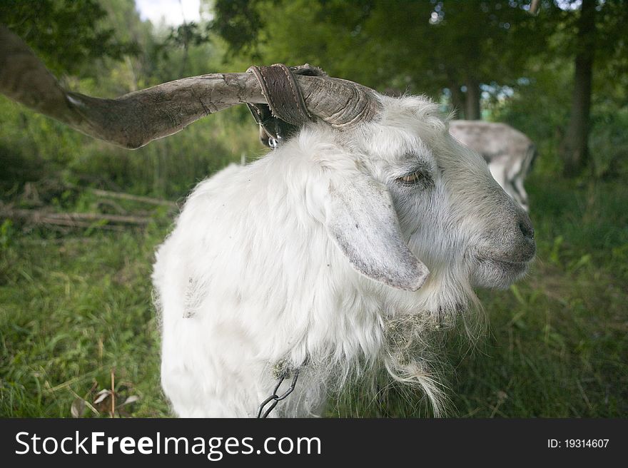 Portrait of a white goat with the horns. Portrait of a white goat with the horns