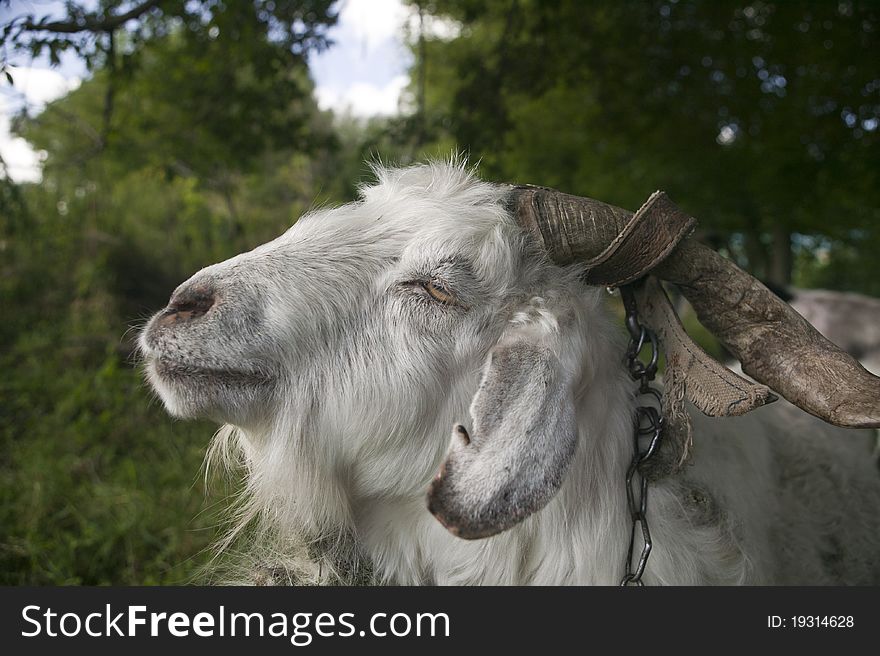 portrait of a white goat horns. portrait of a white goat horns