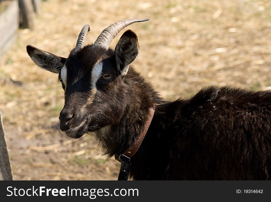 Black goat with collar on neck closeup. Black goat with collar on neck closeup
