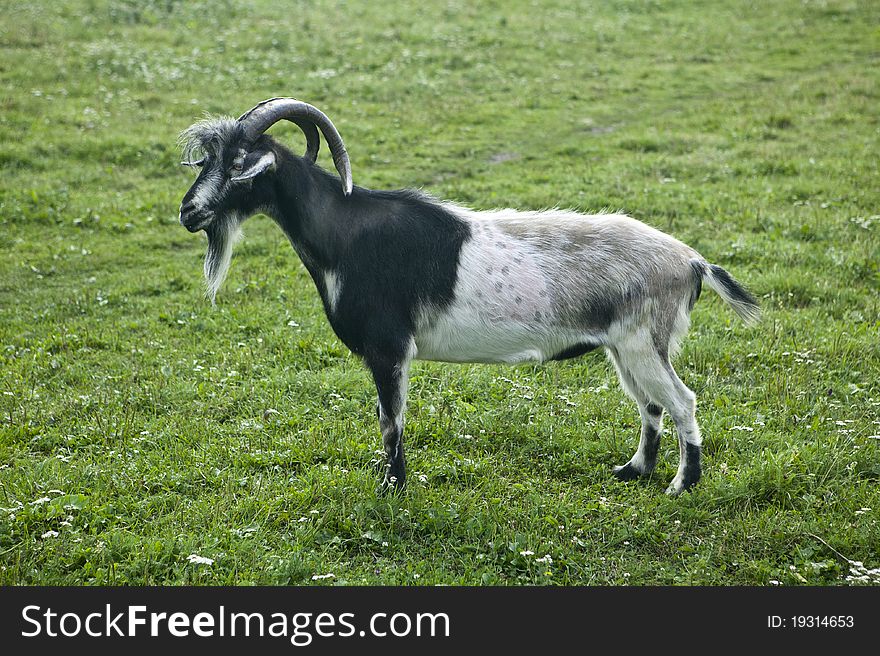 White goat pasture Goat on a farm. White goat pasture Goat on a farm