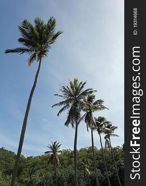A row of Palm trees along a Caribbean beach. A row of Palm trees along a Caribbean beach.