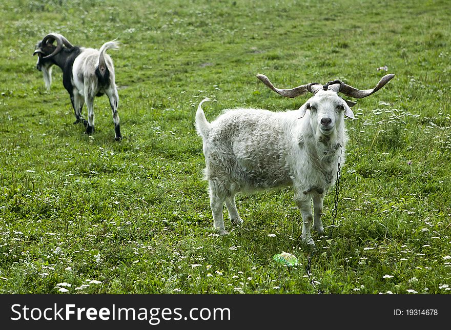 White goats with big horns on a rural pasture. White goats with big horns on a rural pasture