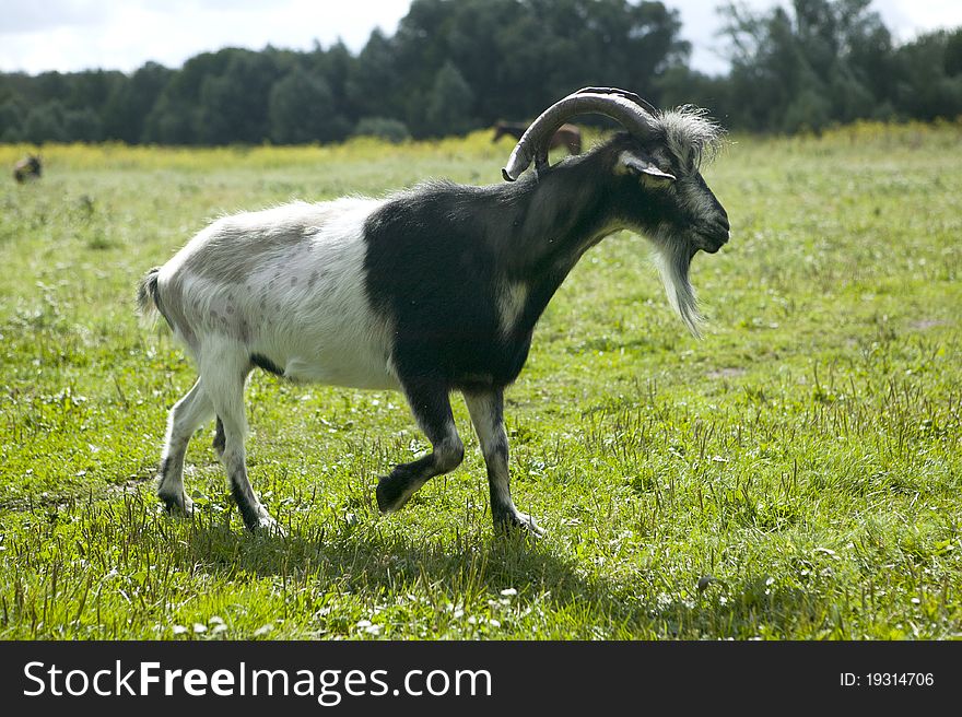 White goat with big horns on a rural pasture. White goat with big horns on a rural pasture