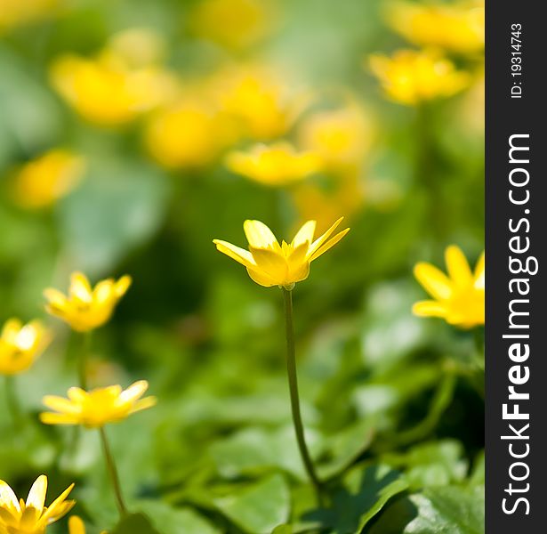 Yellow lesser celandine in the forest