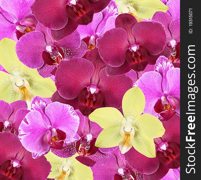 Many Colorful Orchid flowers background