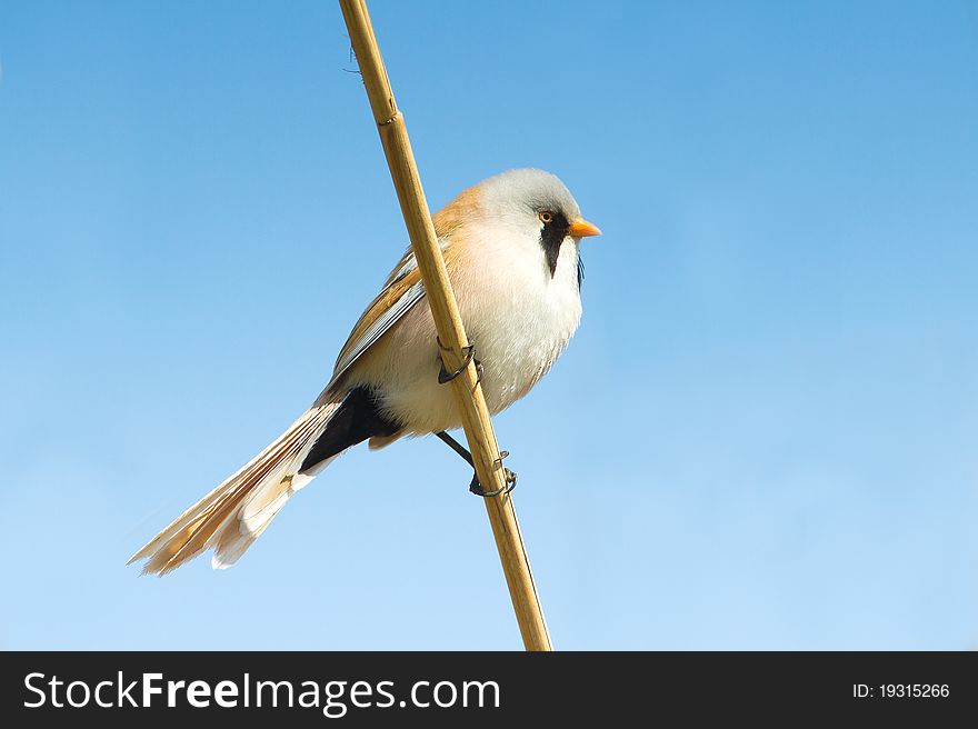 Bearded tit, male - reedling on the reed (Panurus biarmicus). Bearded tit, male - reedling on the reed (Panurus biarmicus)