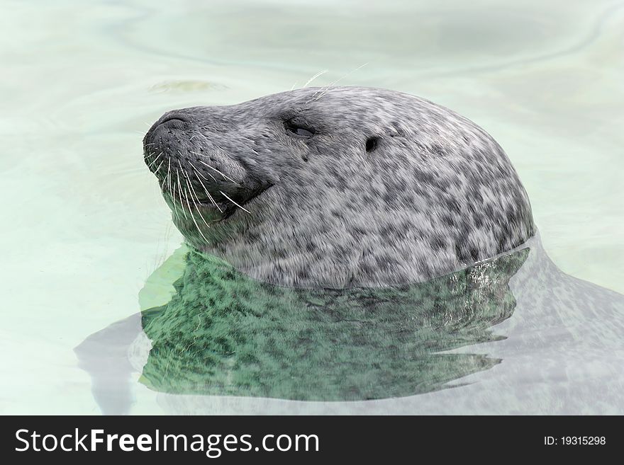 Seehund - seal in the water - Phoca vitulina. Seehund - seal in the water - Phoca vitulina