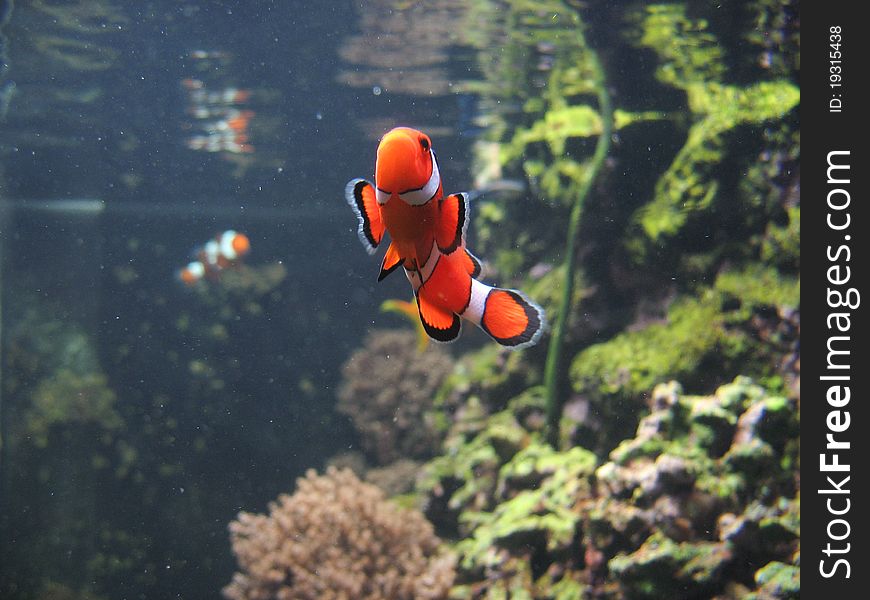 Colourful clownfish - the Nemo fish. Colourful clownfish - the Nemo fish