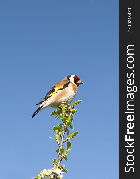 Goldfinch  / Carduelis cardueli