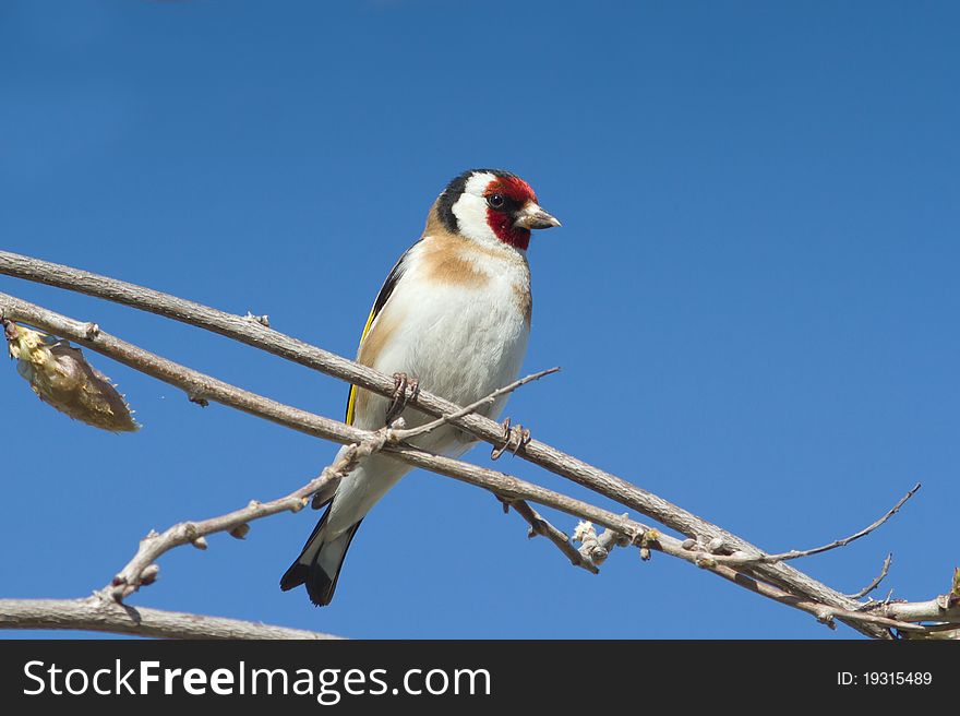 Goldfinch sitting on a branch / Carduelis carduelis. Goldfinch sitting on a branch / Carduelis carduelis