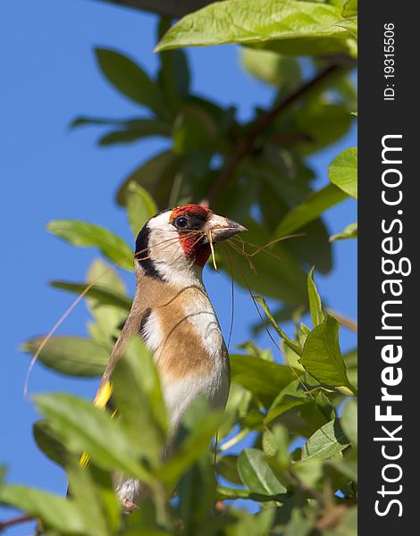 Goldfinch sitting on a branch / Carduelis carduelis. Goldfinch sitting on a branch / Carduelis carduelis