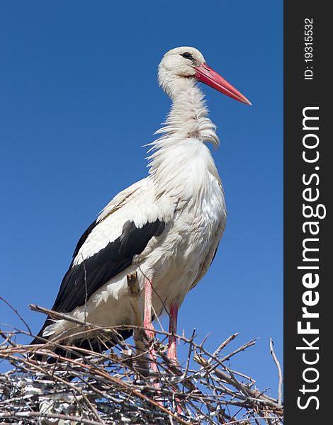 White stork standing on the nest / Ciconia ciconia. White stork standing on the nest / Ciconia ciconia