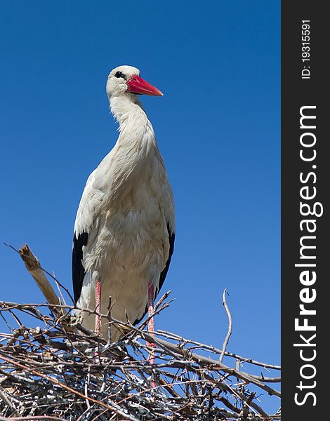 White stork standing on the nest / Ciconia ciconia. White stork standing on the nest / Ciconia ciconia