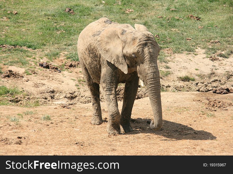 Picture of an elephant of africa