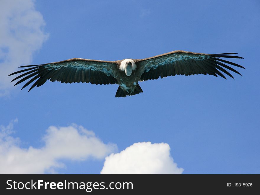 Picture of a vulture flying in a sunny sky