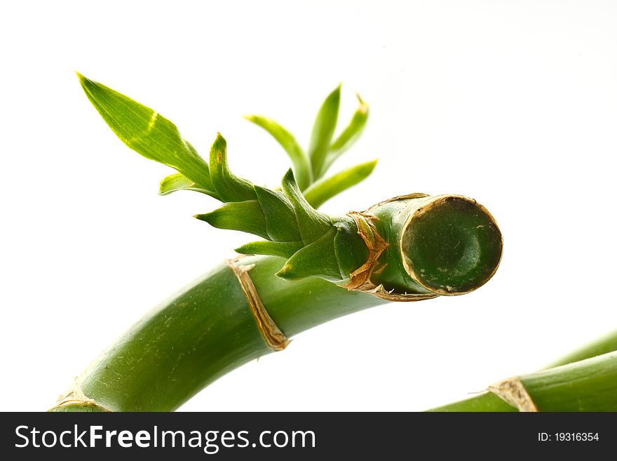 A young sprout of bamboo tree on a white background