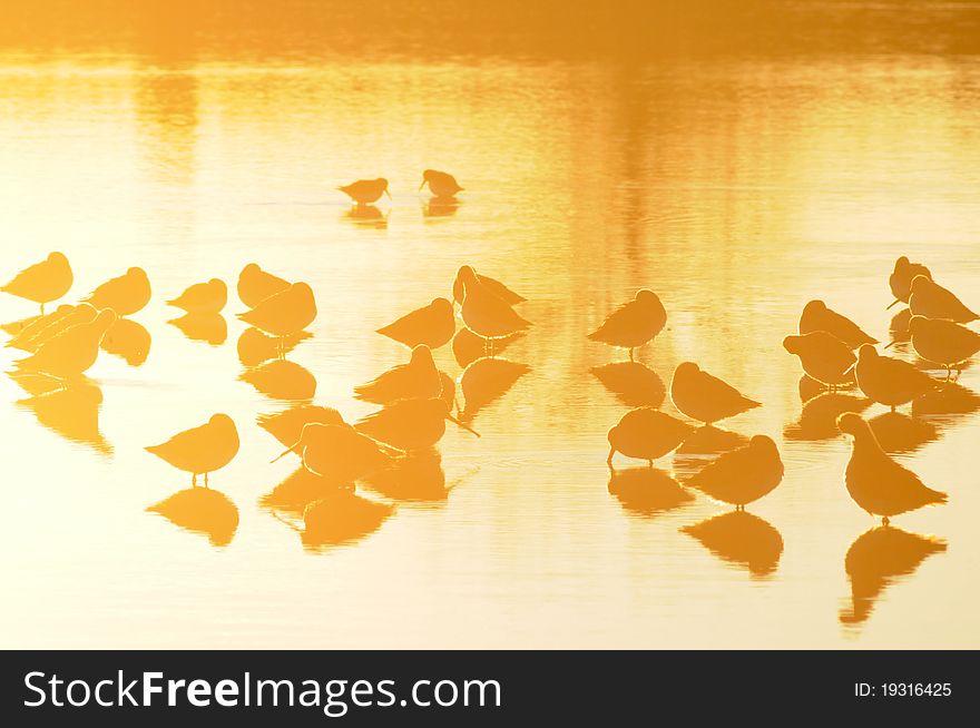 A crowd of sandpipers were resting in the sunset. A crowd of sandpipers were resting in the sunset