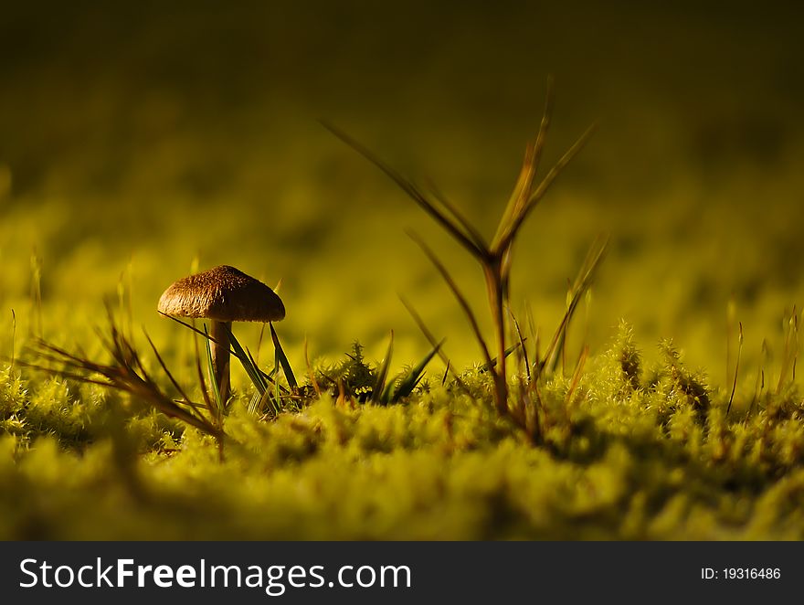 A interesting mushroom with a grass besides it which make them looks like a house and a tree. A interesting mushroom with a grass besides it which make them looks like a house and a tree.