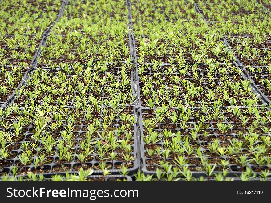 Campuses of cypress seedlings in a nursery