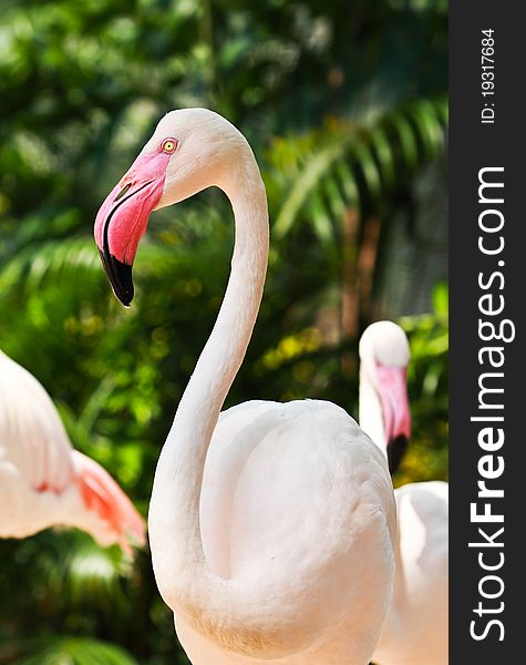 Beautyfull flamingo in open zoo,Thailand