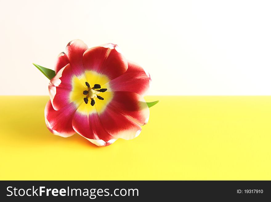 Single tulip on white and yellow background with copy space