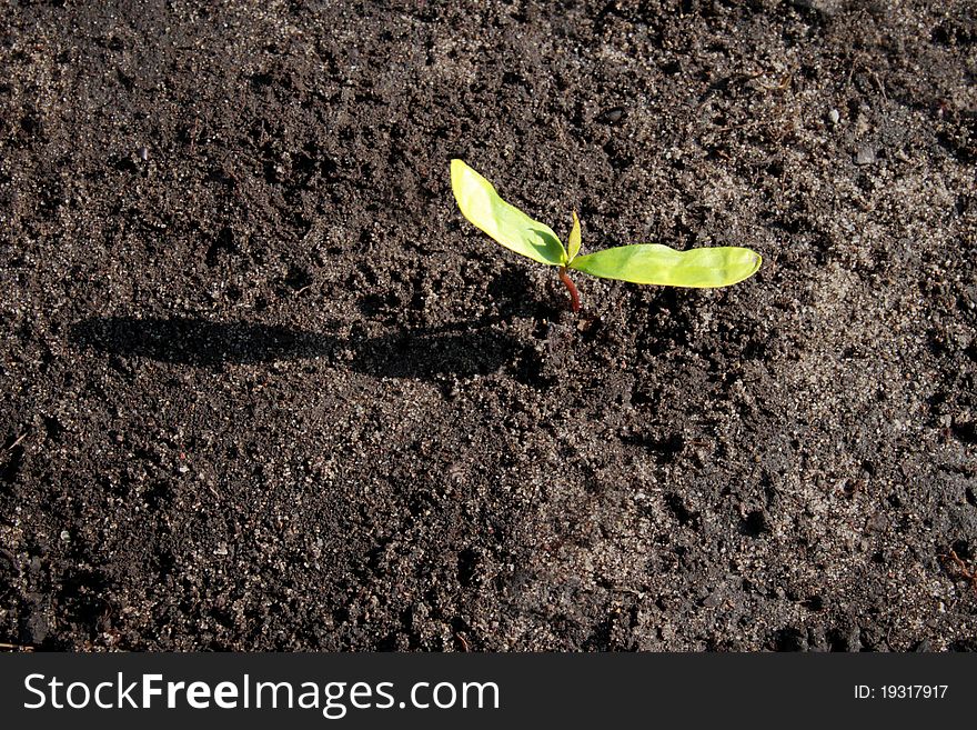 Seedling growing in black dirt casting shadow