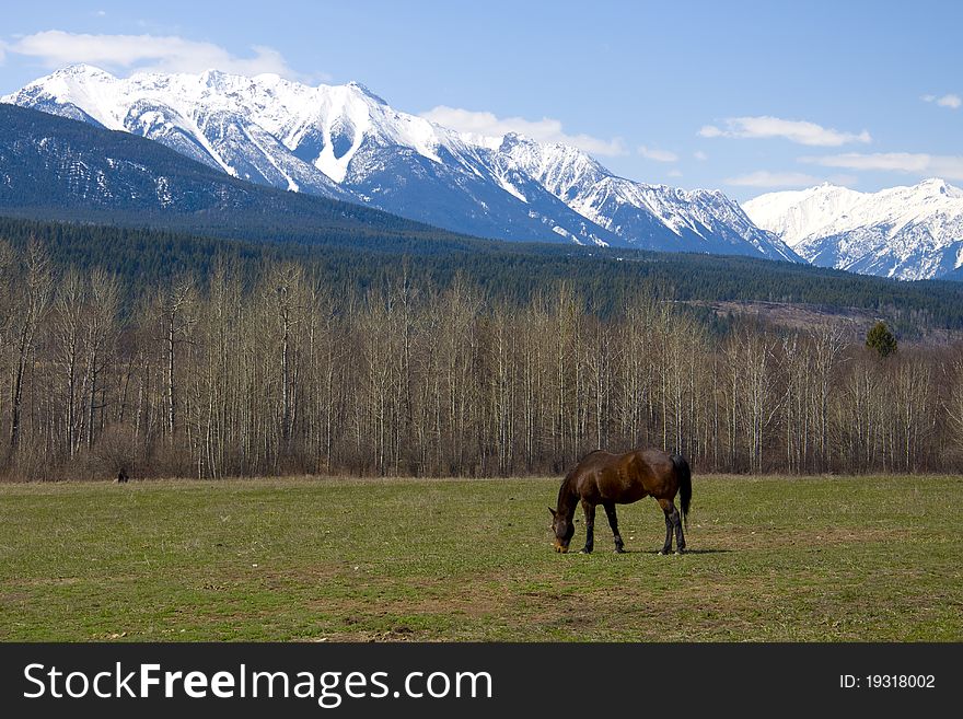 Horse grazing on a mountain pasture against mountains. Horse grazing on a mountain pasture against mountains