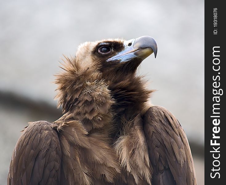 Close-up portrait in profile of bird of prey,zoo.
