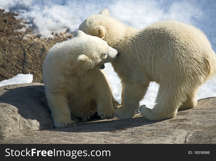 Two little polar bears playing in zoo, Russia.