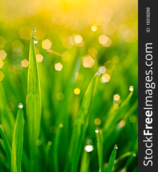 Morning dew on blades of grass during sunrise