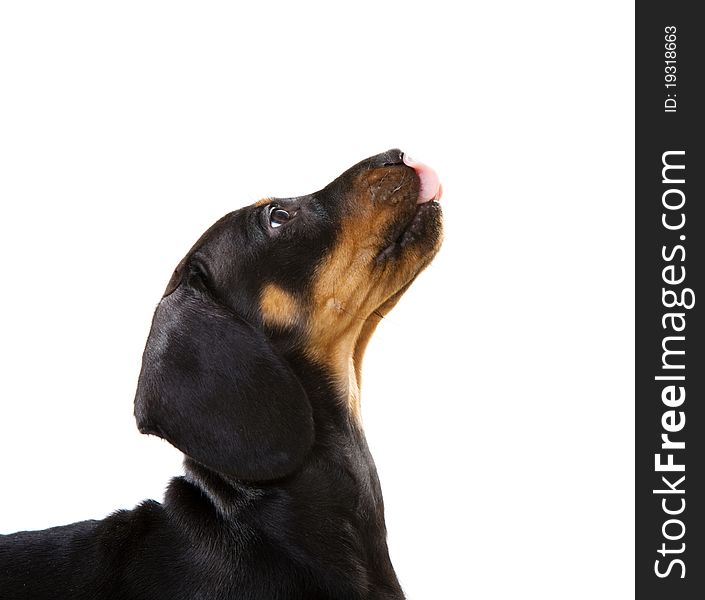 Puppy Waiting For Food