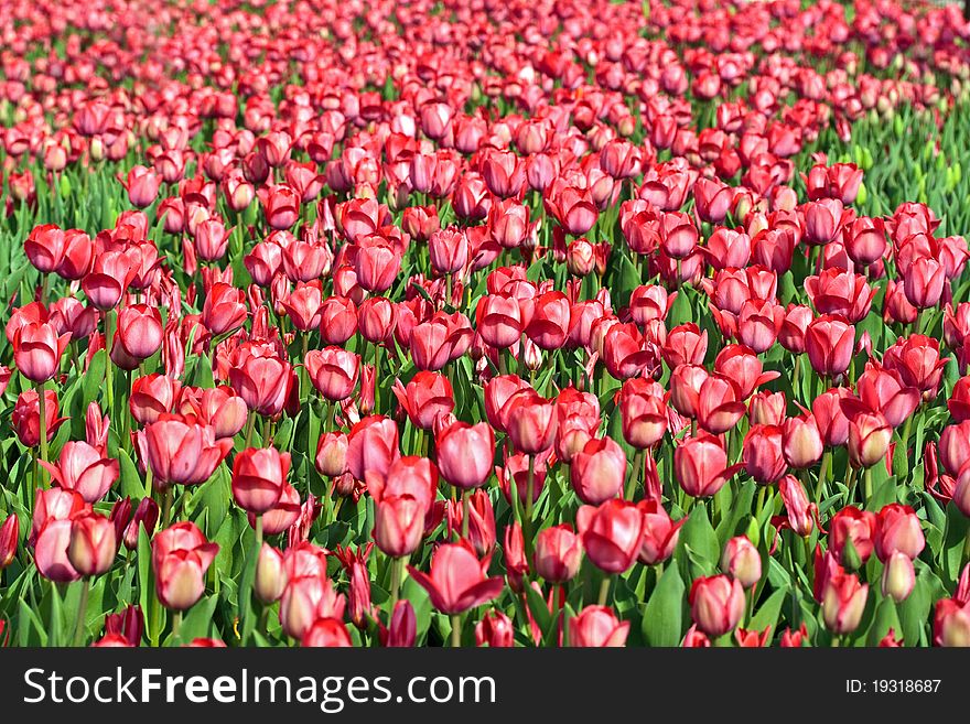 A field with red tulips with shallw depth of focus