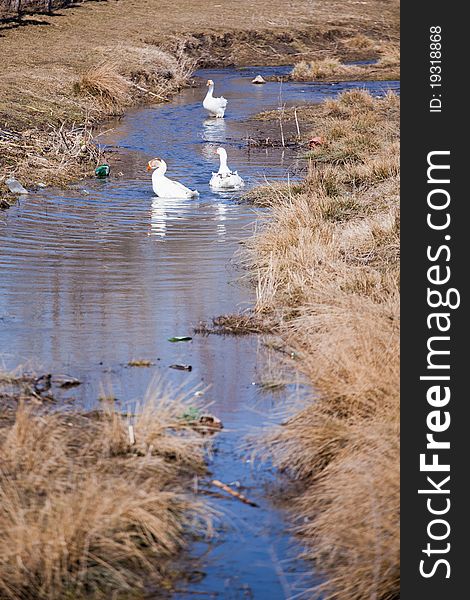 Geese in dirty water