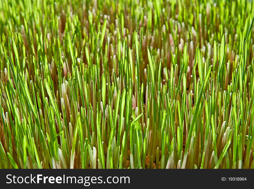 Background of the young green grass of wheat