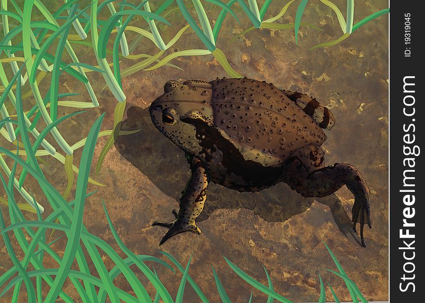 Asiatic toad in natural environment. Asiatic toad in natural environment